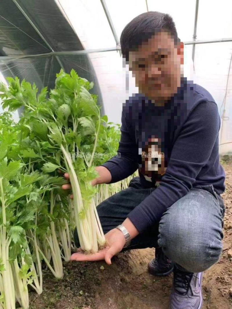 四季芹菜种籽璐通白玉白芹菜种子纤维少耐抽苔香味浓耐热耐寒