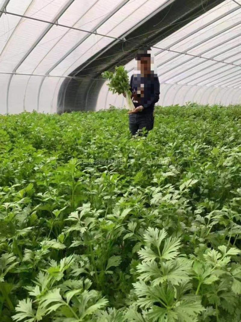 四季芹菜种籽璐通白玉白芹菜种子纤维少耐抽苔香味浓耐热耐寒