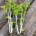 四季芹菜种籽璐通白玉白芹菜种子纤维少耐抽苔香味浓耐热耐寒