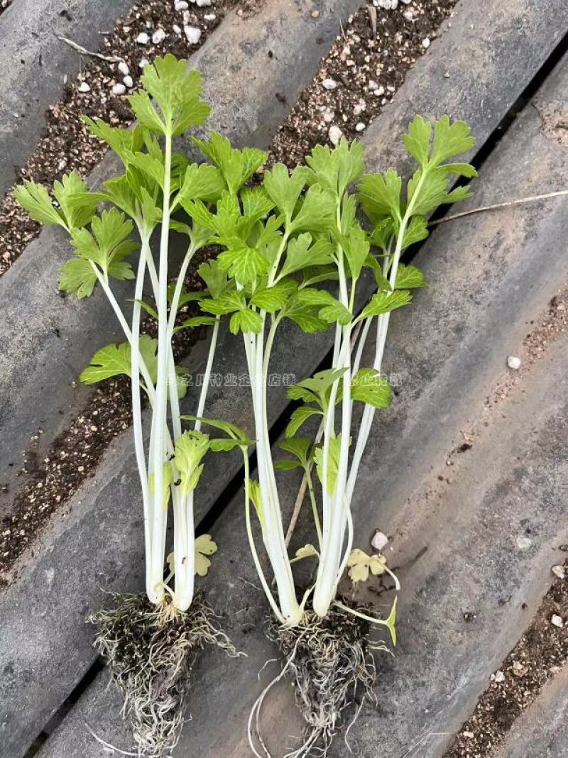 四季芹菜种籽璐通白玉白芹菜种子纤维少耐抽苔香味浓耐热耐寒