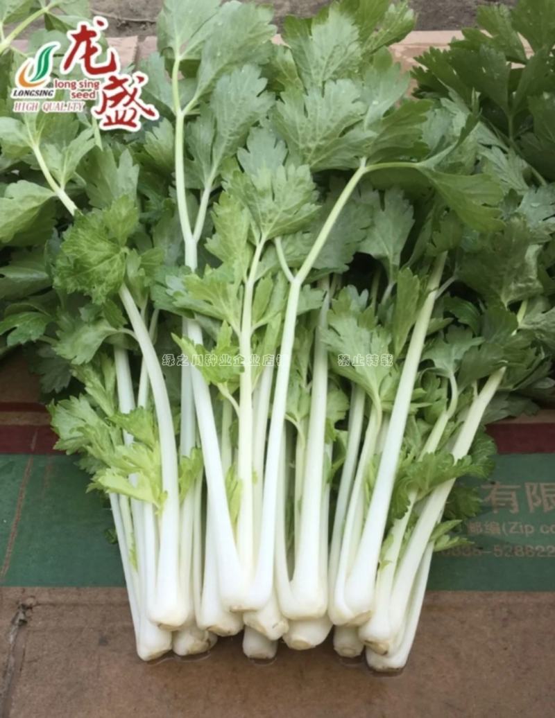 四季芹菜种籽璐通白玉白芹菜种子纤维少耐抽苔香味浓耐热耐寒