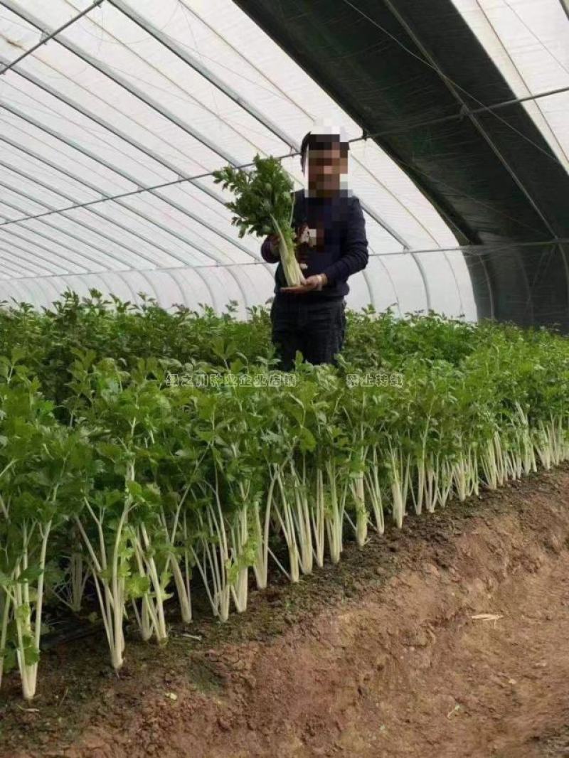 叶柄雪白生长快实心白芹菜种子加洲雪丽耐热抗寒,香味浓芹菜