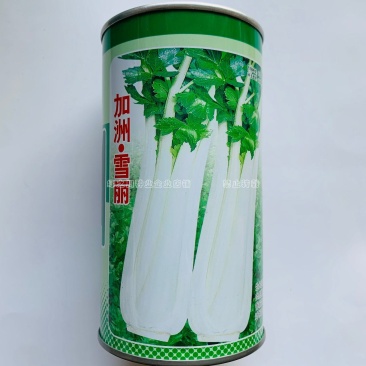 叶柄雪白生长快实心白芹菜种子加洲雪丽耐热抗寒,香味浓芹菜
