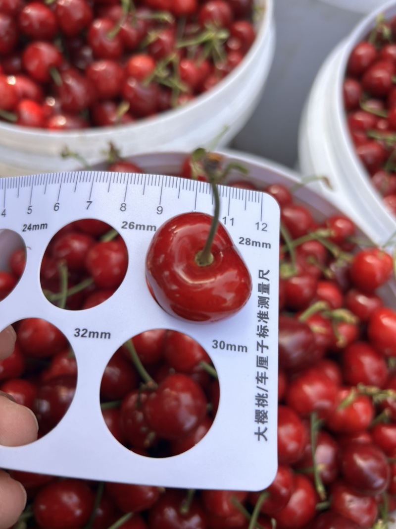 美早大樱桃🍒产地直供，支持各平台电商一件代发空运冷链次达