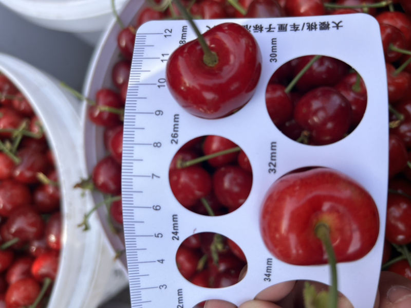 美早大樱桃🍒产地直供，支持各平台电商一件代发空运冷链次达