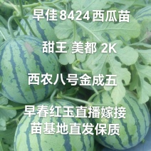 早佳8424甜王美都2K早春红玉西农八金成五嫁接原生有苗