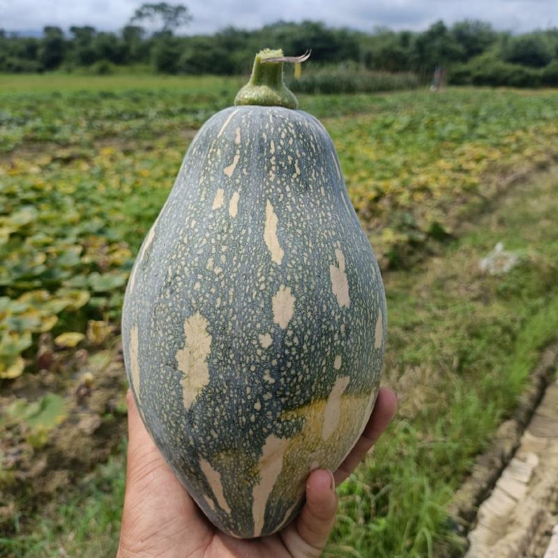 香芋南瓜