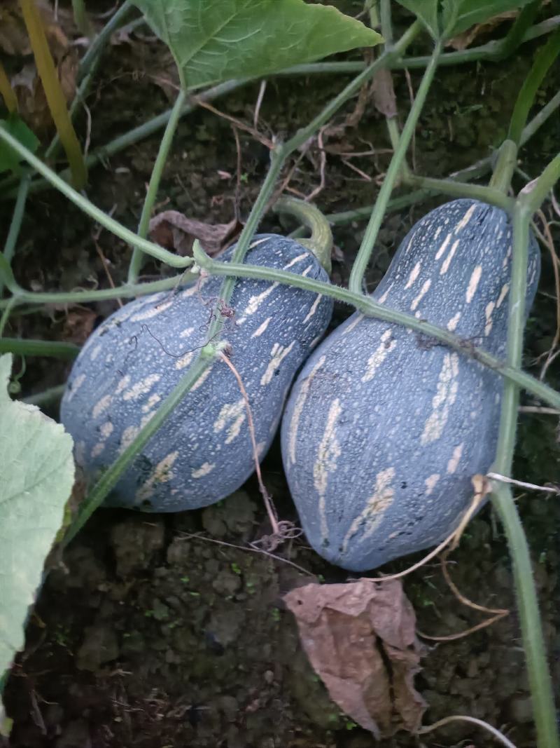 香芋南瓜
