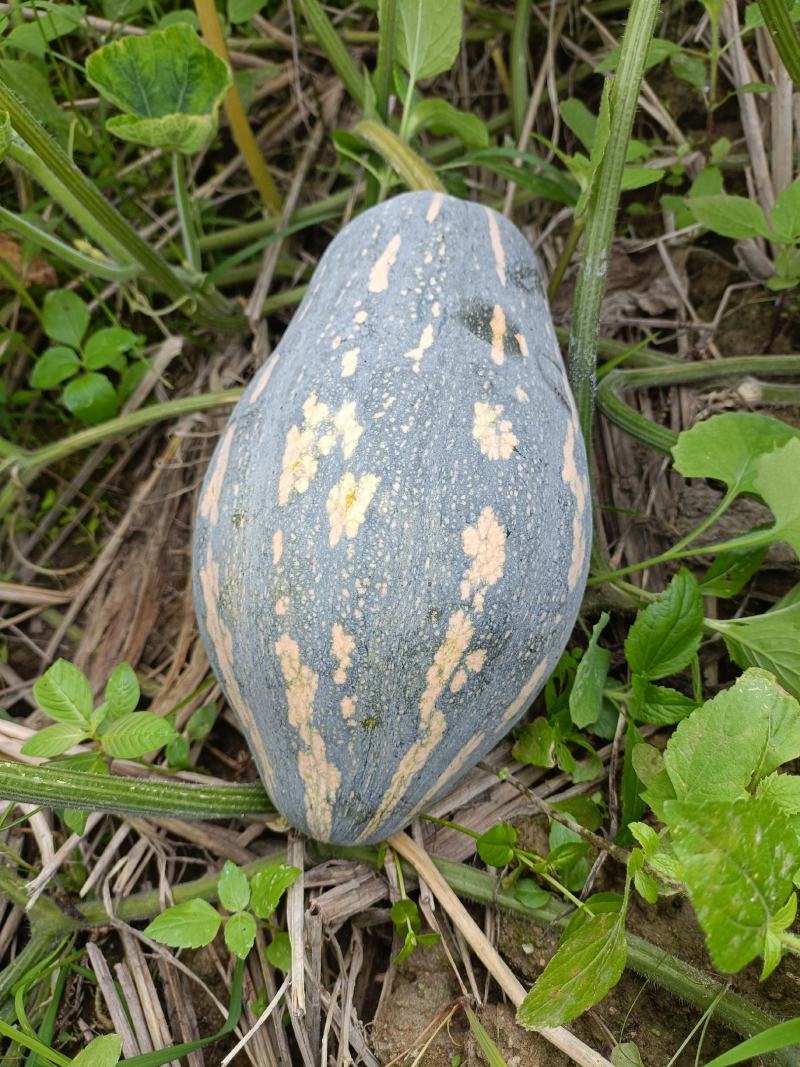 香芋南瓜