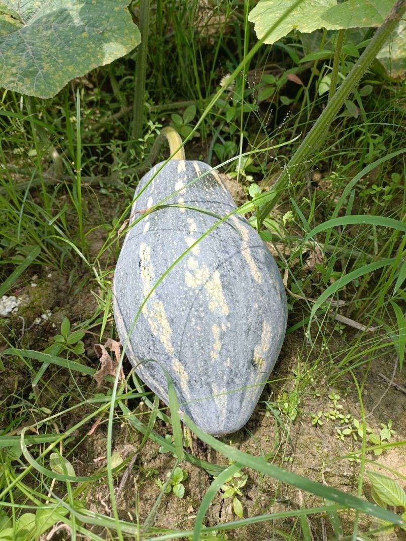 香芋南瓜