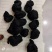 【精品】河南熟地黄货量充足量货源充足，量大从优，物价美