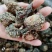 【精品】玛卡货量充足量货源充足，量大从优，物美价廉