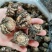 【精品】玛卡货量充足量货源充足，量大从优，物美价廉