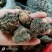 【精品】玛卡货量充足量货源充足，量大从优，物美价廉