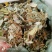 【精品】金钱草货量充足量货源充足，量大从优，物美价廉