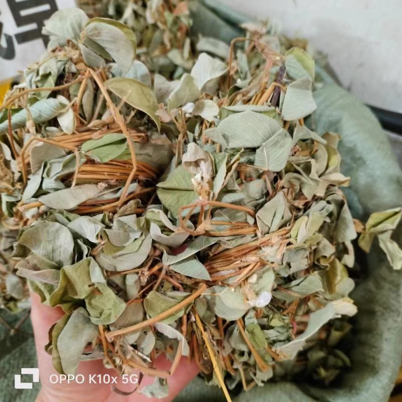 【精品】金钱草货量充足量货源充足，量大从优，物美价廉