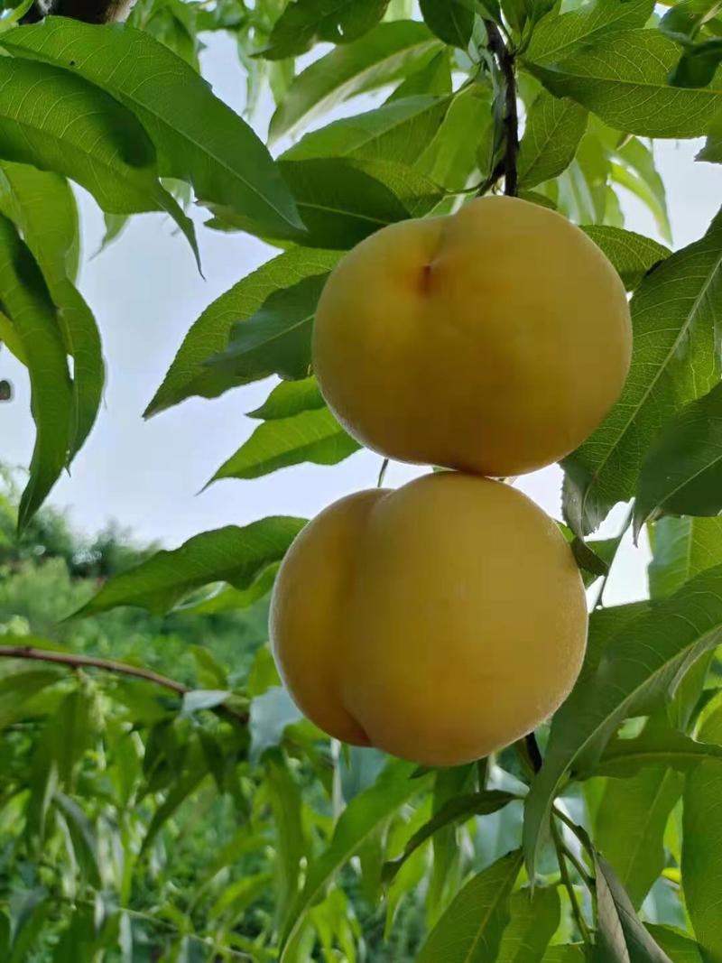 锦绣黄桃产地直发品质保证供应批发市场和各大超市