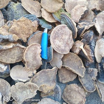 贝子树桑黄（漆树桑黄）