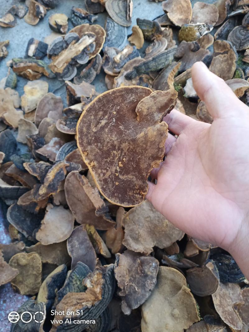 贝子树桑黄（漆树桑黄）