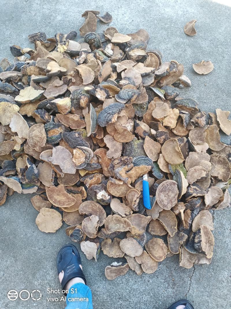 贝子树桑黄（漆树桑黄）