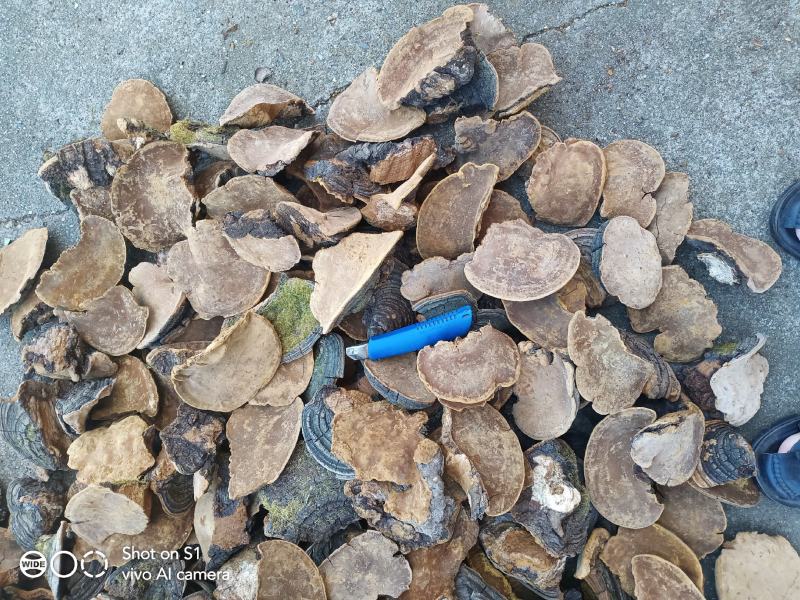 贝子树桑黄（漆树桑黄）