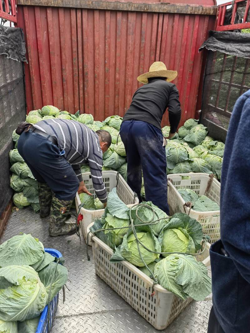 湖南包菜，奥奇娜包菜大量上市，基地直销，没有中间商