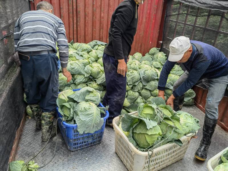 湖南包菜，奥奇娜包菜大量上市，基地直销，没有中间商