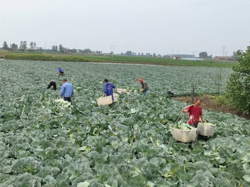 湖南包菜，奥奇娜包菜大量上市，基地直销，没有中间商