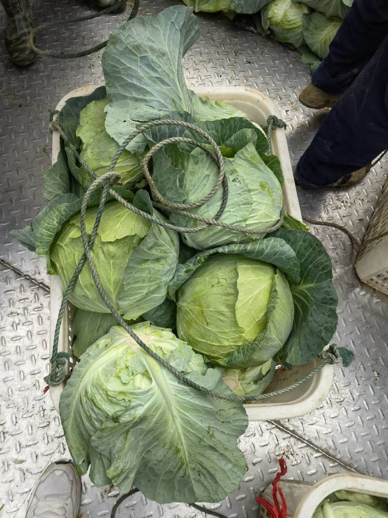 湖南包菜，奥奇娜包菜大量上市，基地直销，没有中间商