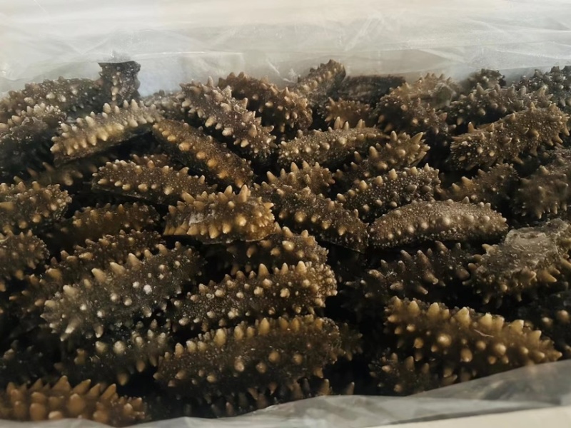 大连海参，大量现货，品质保证