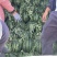 辽宁凌海甜王西瓜上市了量大从优协助找车来电优先发货