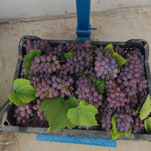 农场酵素葡萄出售
