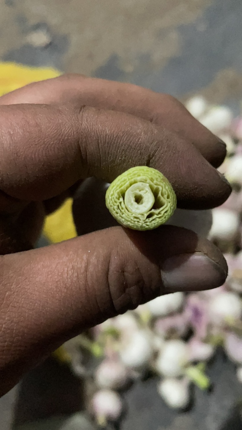 扒皮大蒜早熟中熟扒皮大蒜
