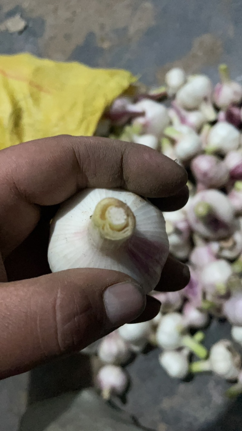 扒皮大蒜早熟中熟扒皮大蒜