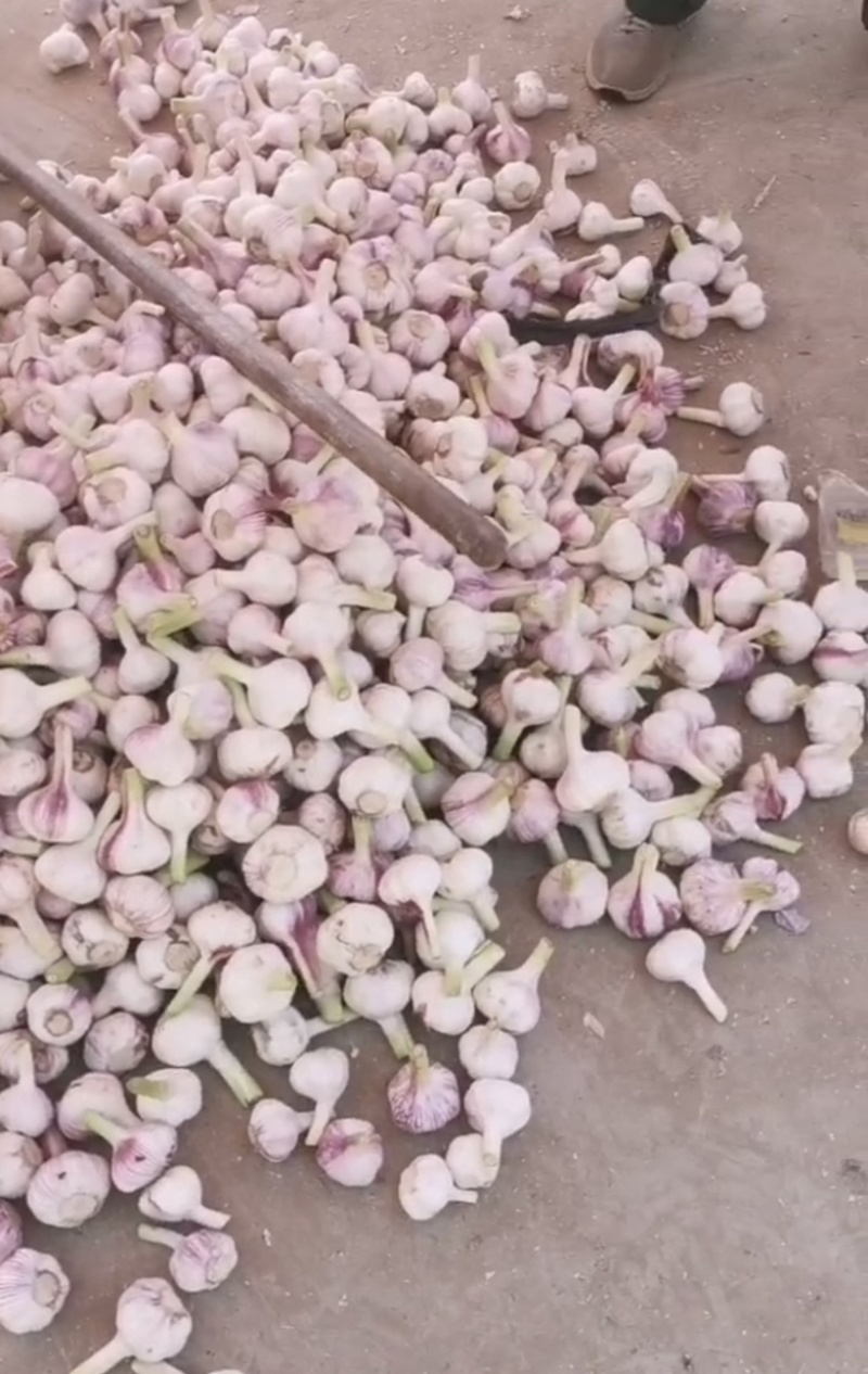 扒皮大蒜早熟中熟扒皮大蒜
