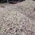 扒皮大蒜早熟中熟扒皮大蒜