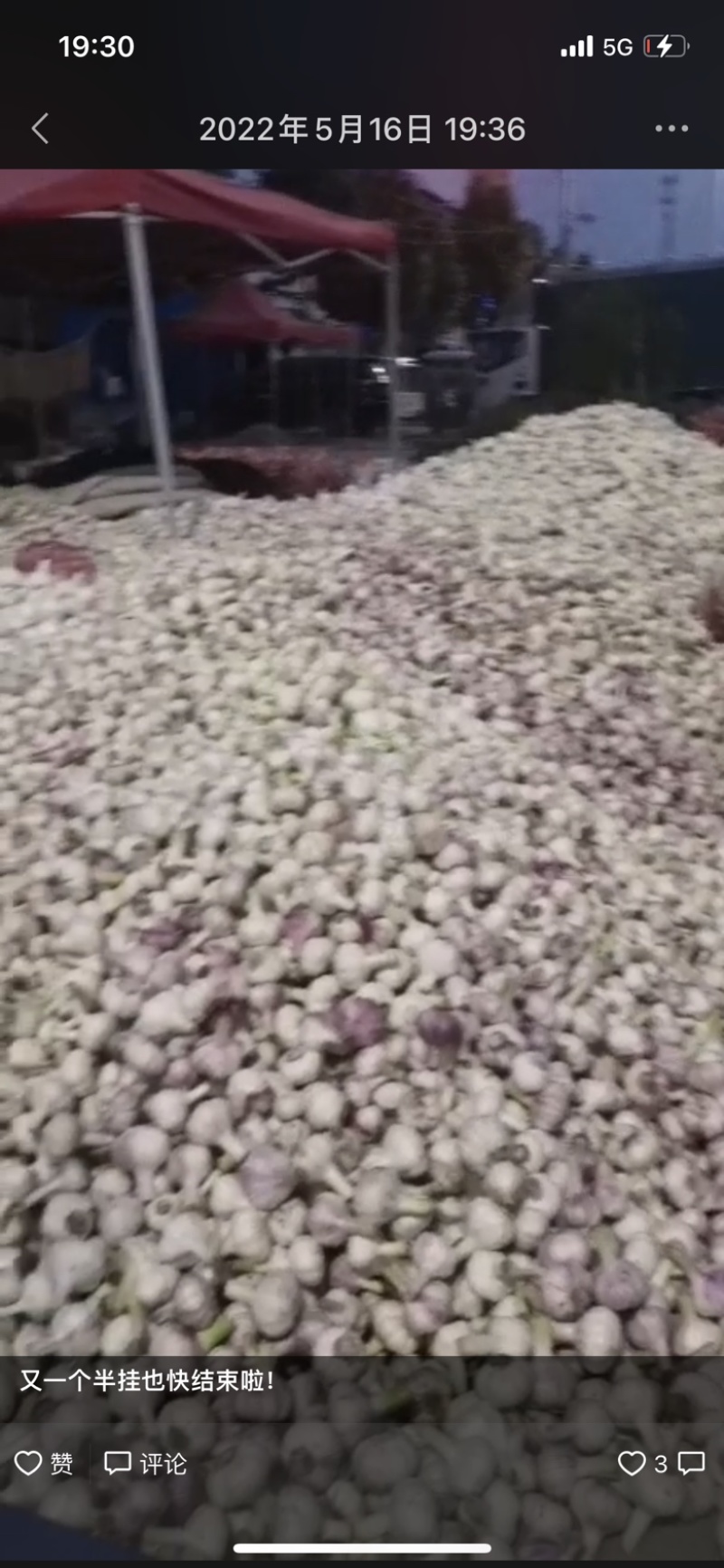 扒皮大蒜早熟中熟扒皮大蒜