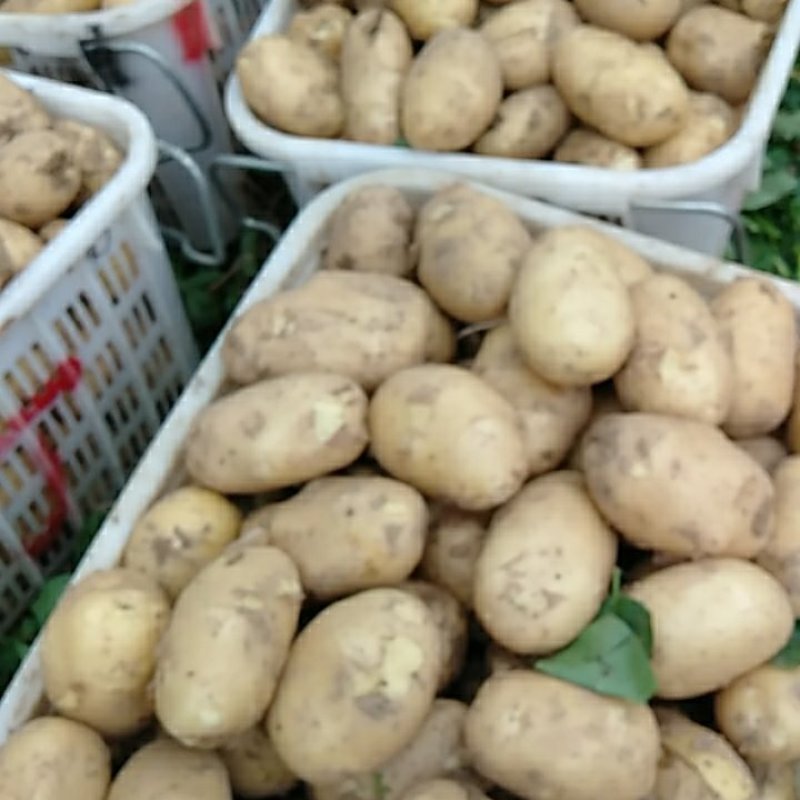 黄心土豆大量有
