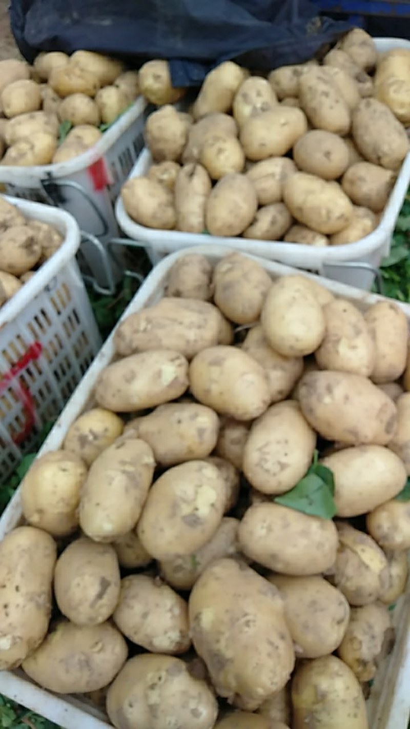 黄心土豆大量有