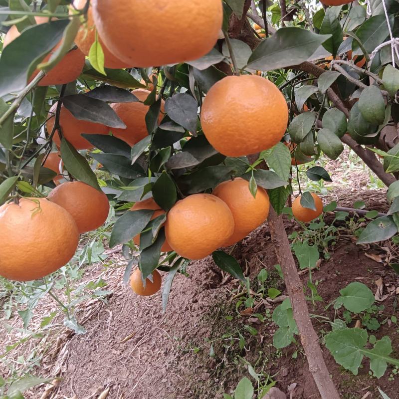 云南大理宾川沃柑