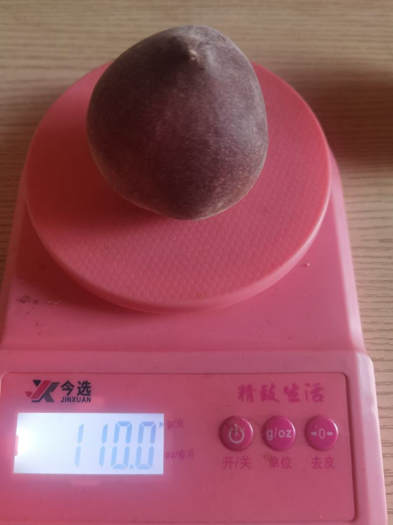 云南石屏高山红宝石圣母春桃开园采摘