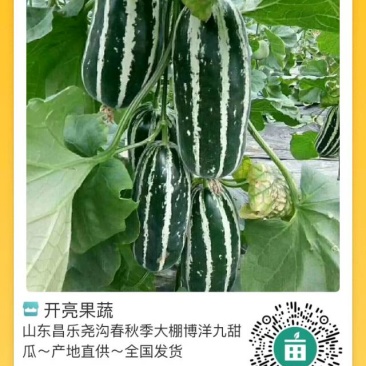 催瓜