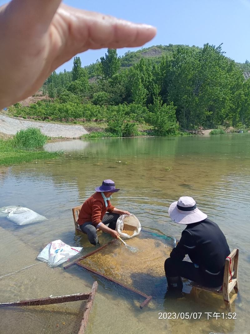 樱桃种子大青叶樱桃种子马哈利种子樱桃种子批发