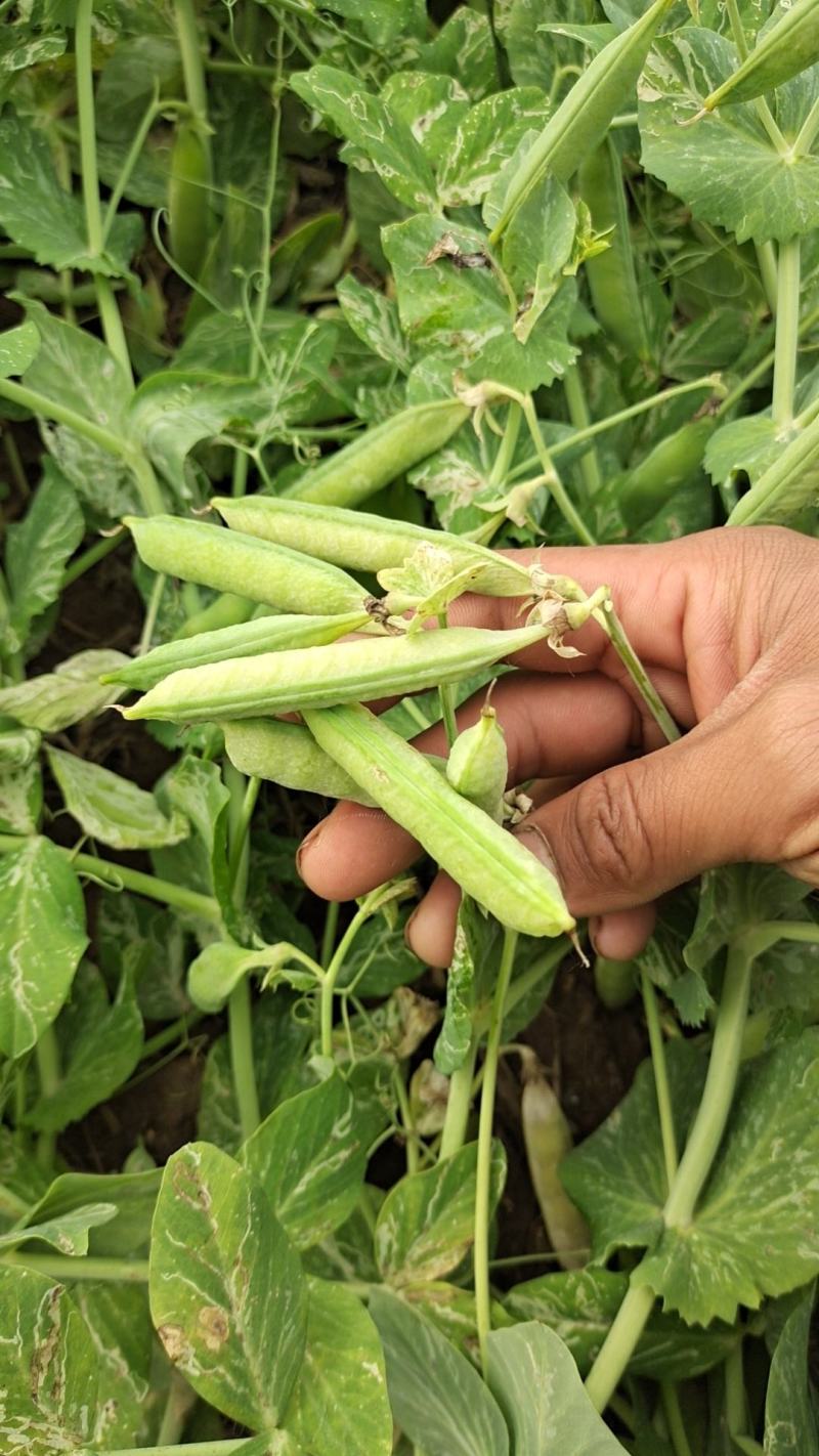 鹿邑头茬豌豆