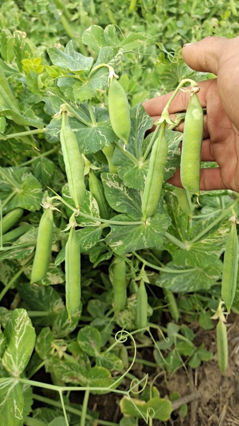 鹿邑头茬豌豆