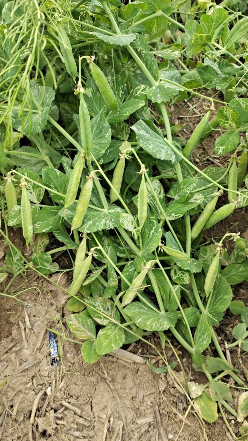 鹿邑头茬豌豆