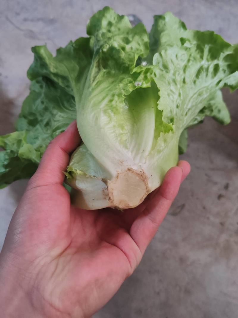 生菜精品生菜精品生菜
