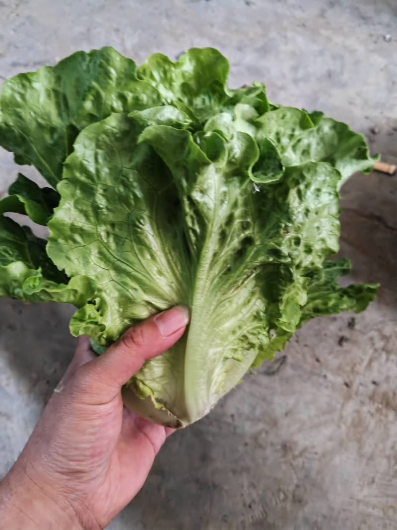 生菜精品生菜精品生菜