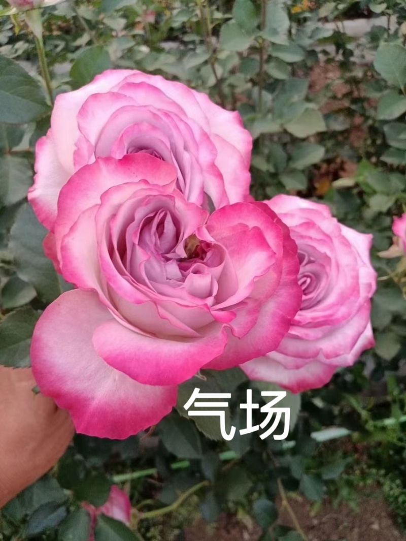 基地直供【气场】大花月季小苗裸根扦插苗庭院阳四季开花