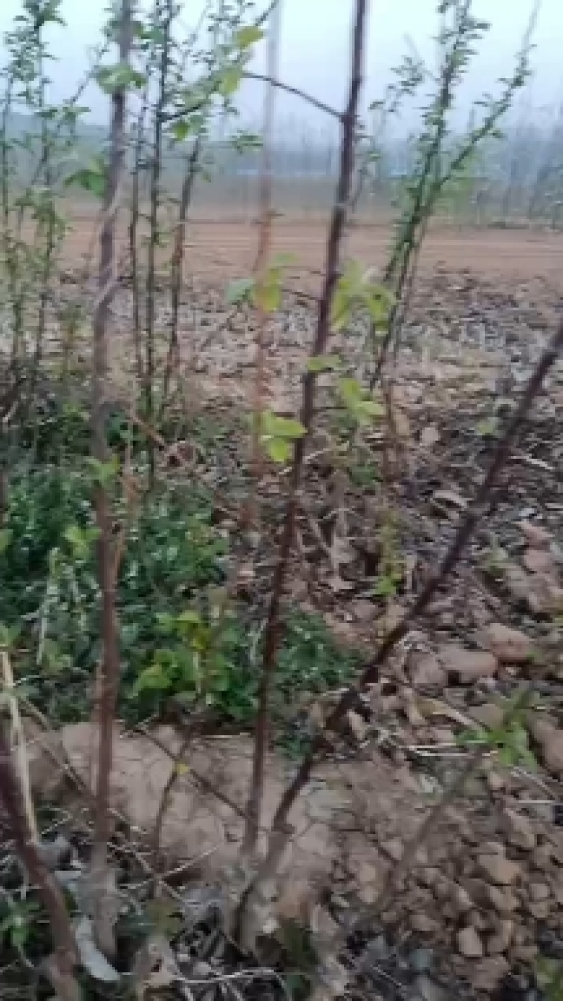 苹果苗，量大哈